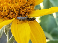 Errhomus