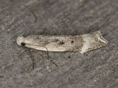 Coleotechnites invictella