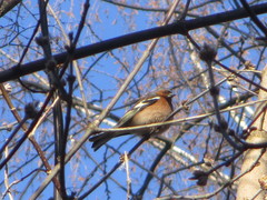 Fringilla coelebs