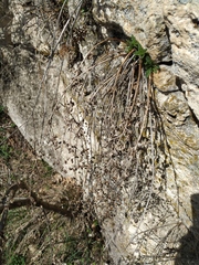 Scrophularia rupestris