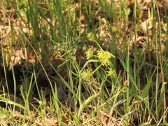 Lomatium triternatum brevifolium