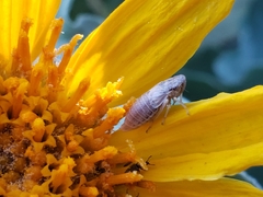 Errhomus