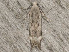 Coleotechnites invictella