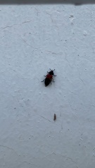 Dermestes vorax