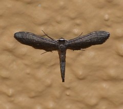 Protoproutia laredoata
