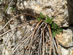 Scrophularia rupestris