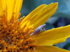 Errhomus