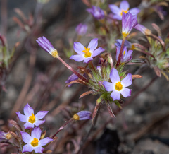 Leptosiphon latisectus
