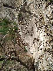 Scrophularia rupestris