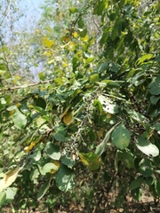 Achatocarpus oaxacanus