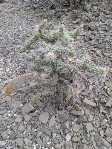 Northern Tree Cholla