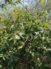 Achatocarpus oaxacanus