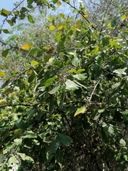 Achatocarpus oaxacanus