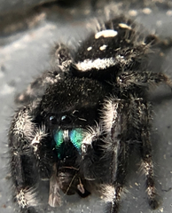 Phidippus audax