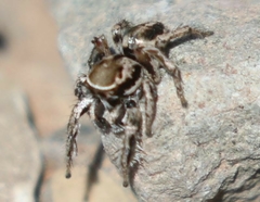 Habronattus formosus