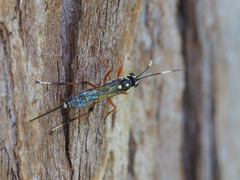 Xanthocryptus novozealandicus