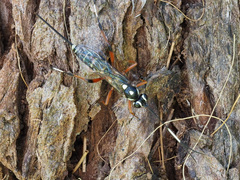 Xanthocryptus novozealandicus