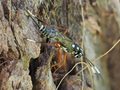 Xanthocryptus novozealandicus