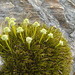 Aciphylla simplex - Photo (c) John Barkla, some rights reserved (CC BY), uploaded by John Barkla