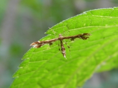 Oxyptilini