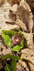 Asarum canadense