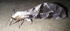 Palparini