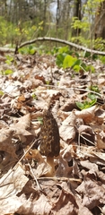 Morchella angusticeps