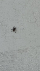 Rhagium inquisitor rugipenne