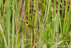 Geothlypis flavovelata