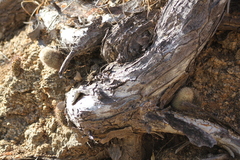 Echinocereus sciurus