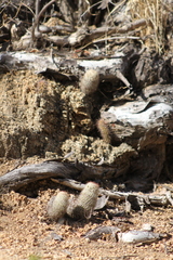 Echinocereus sciurus