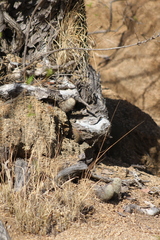Echinocereus sciurus