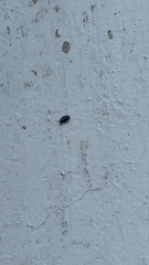 Gastrolina thoracica