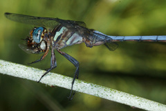 Orthetrum julia capicola