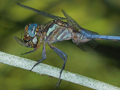 Orthetrum julia capicola