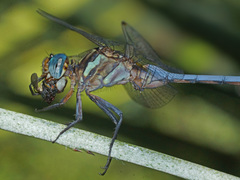 Orthetrum julia capicola