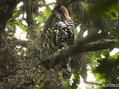 Spizaetus ornatus