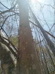 Xylosma horrida
