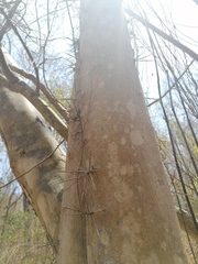 Xylosma horrida