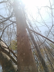 Xylosma horrida