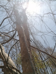 Xylosma horrida