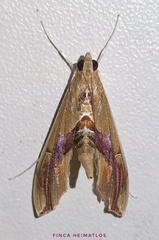 Agathodes designalis