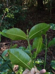 Acronychia wilcoxiana