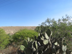 Opuntia hyptiacantha