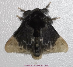 Podalia dimidiata