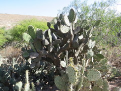 Opuntia hyptiacantha