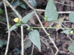 Abutilon viscosum