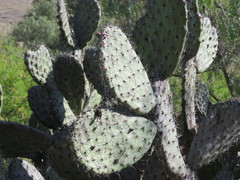 Opuntia hyptiacantha