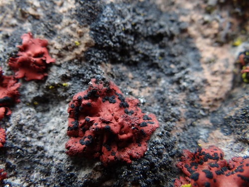 Umbilicaria phaea var. coccinea image