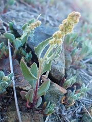 Extriplex joaquinana